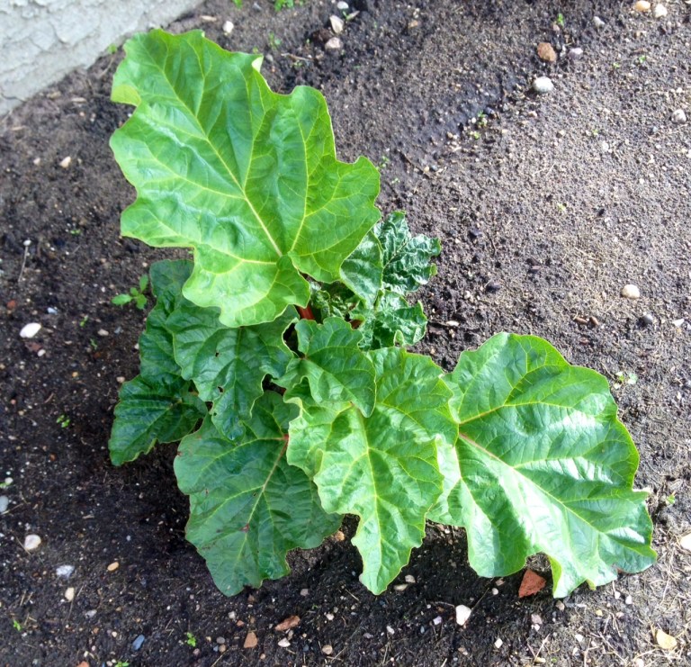 rhubarb