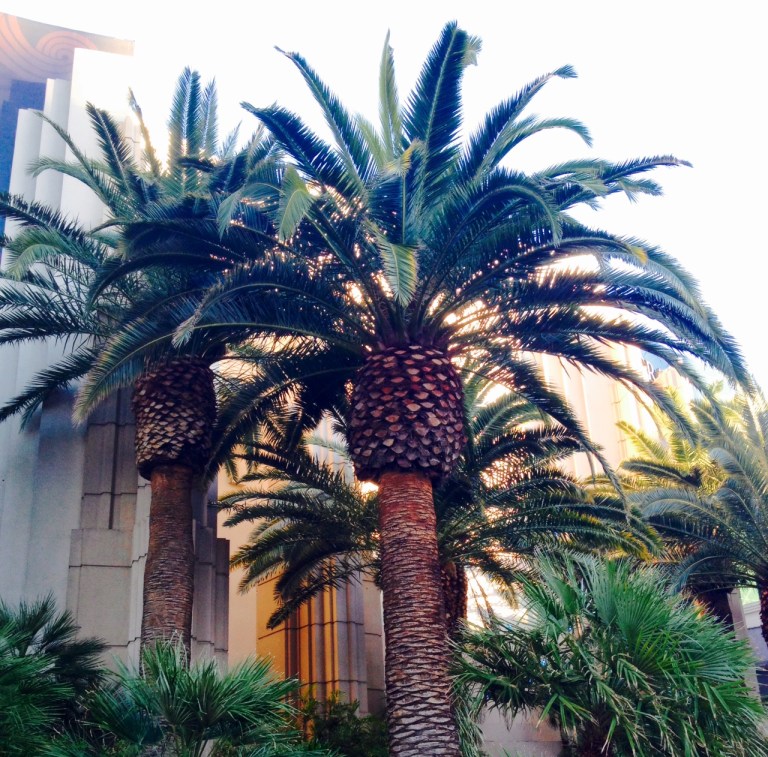 palms