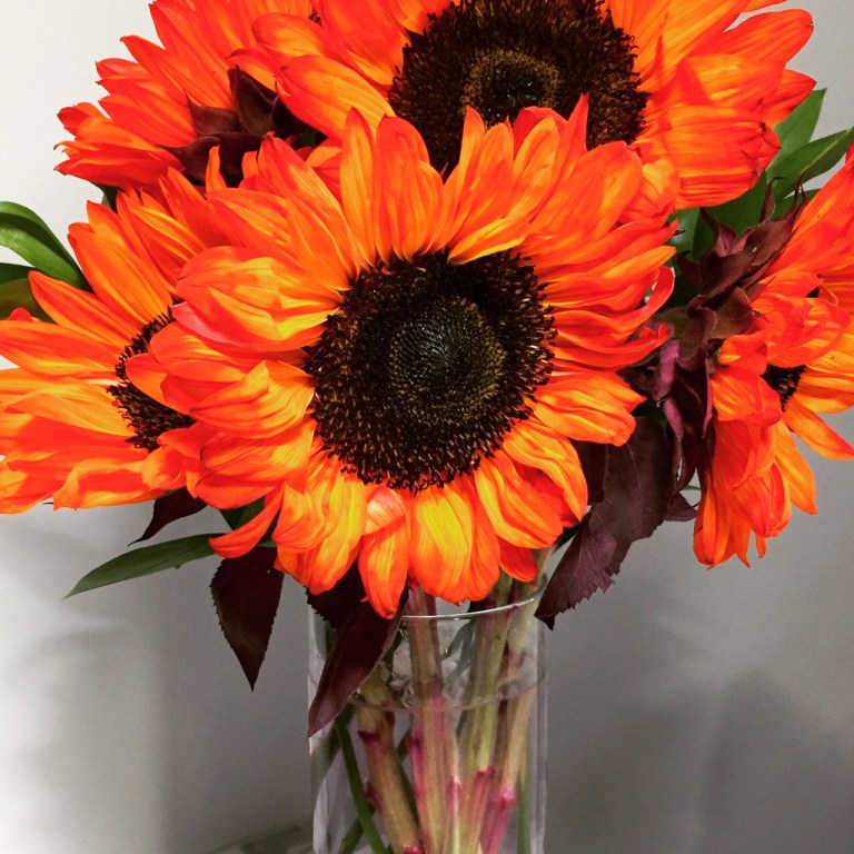 orange sunflowers