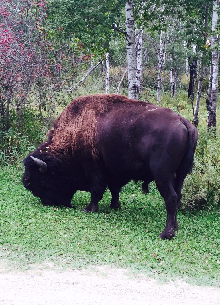 bison