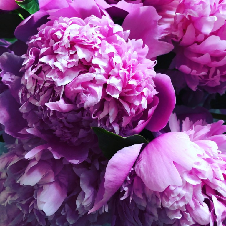 peonies